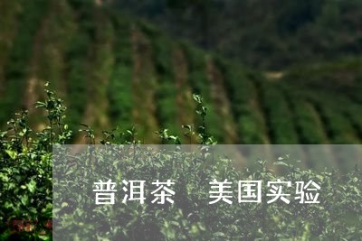 普洱茶 美国实验/2023041171694